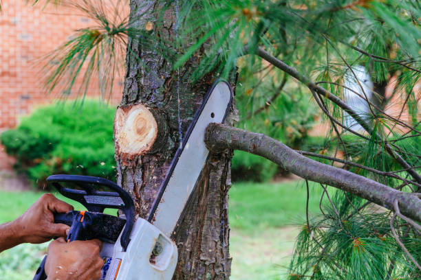 Professional Tree Removal and Landscaping Services in Vanceboro, NC